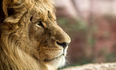 Zoo Hannover: Mit dem 1,8er-Objektiv