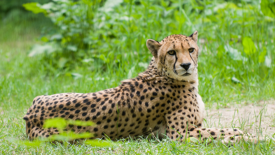Zoo Hannover Gepard