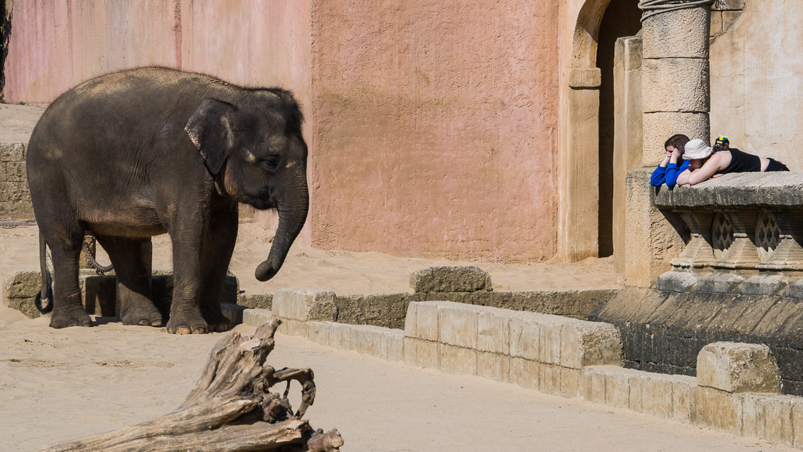 Zoo Hannover Elefant