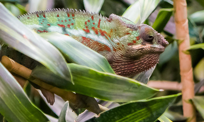 Tierpark Hagenbeck Aquarium Chameleon