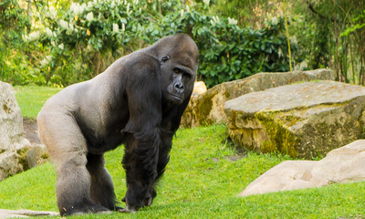 Zoo Hannover Gorilla