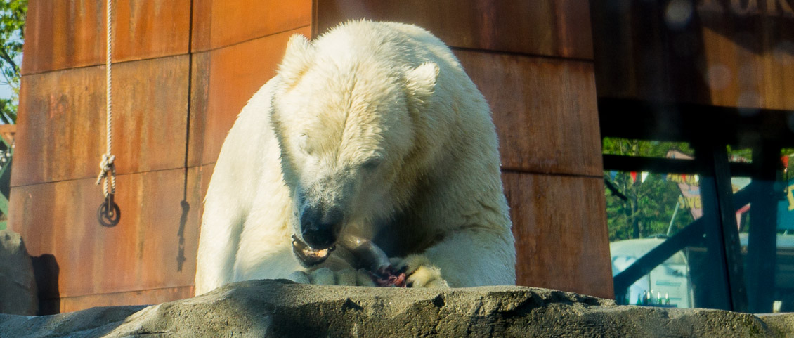 Zoo Hannover Eisbär