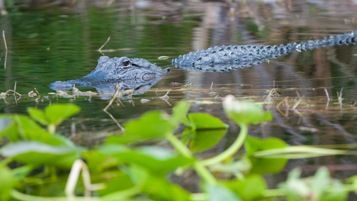 Everglades Florida Alligator
