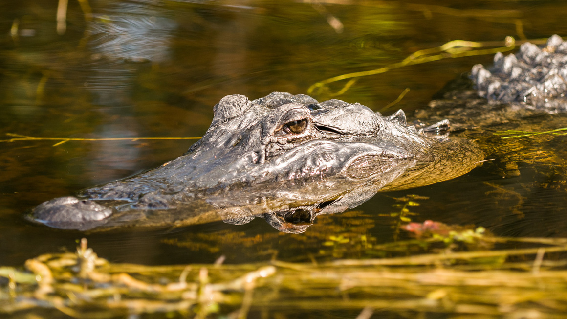 Everglades Florida Alligator