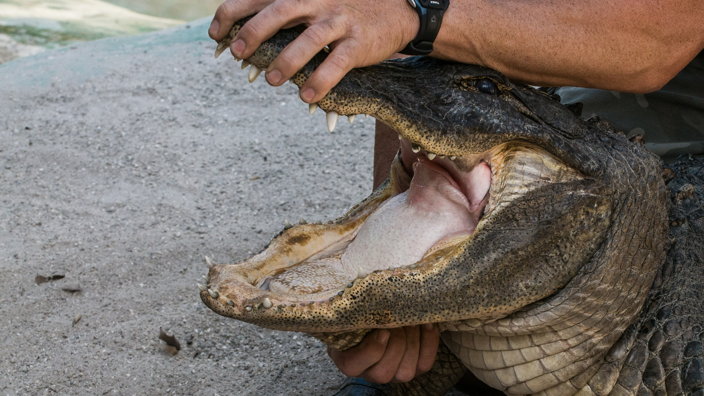Everglades Florida Alligator Wrestler