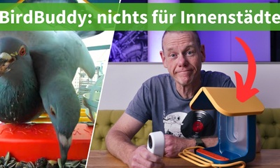 BirdBuddy: Vögel füttern und filmen