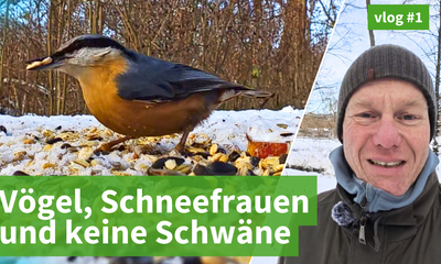 #1 Viele Vögel, dicker Schnee und keine Schwäne
